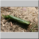 Symphyta sp - Blattwespe 05a.jpg